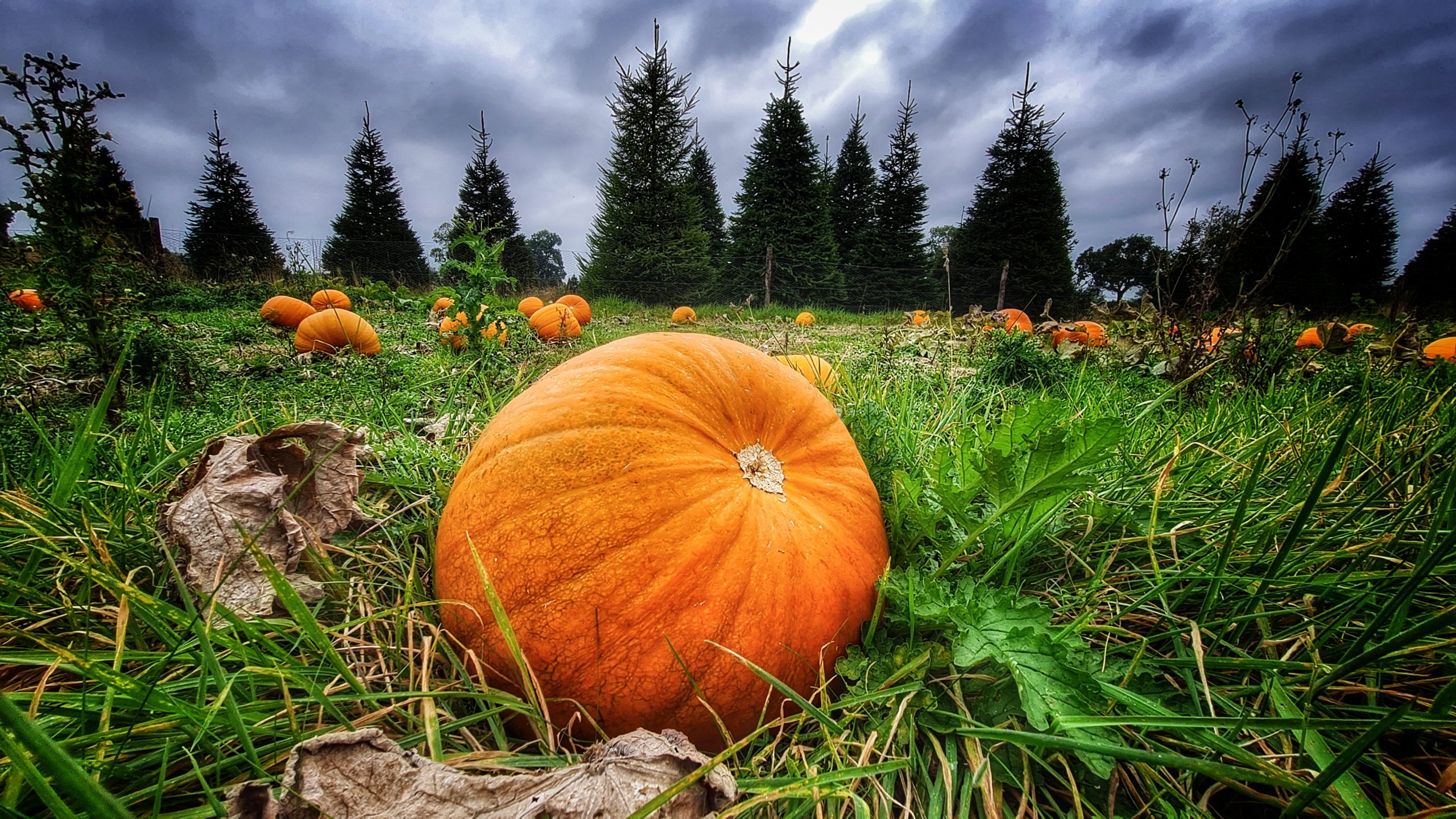 Picture Of a pumpkin